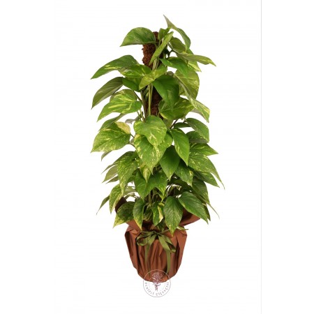 Patos Salon Sarmaşığı (Pothos)